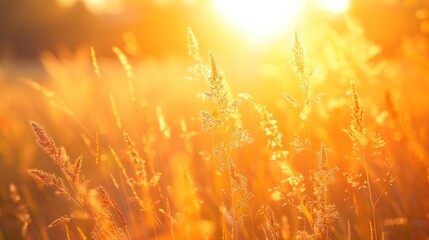Vibrant orange grass meadow under a golden sunlight.