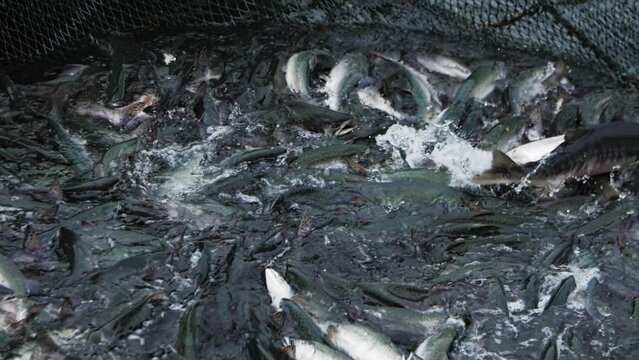 Caught fish in nets slow motion professional fishing's bounty Seas rich with caught fish in nets destined for gourmet delights. Industry thrives on caught fish in nets culinary treasure.