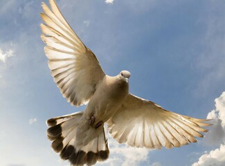 Dove flying on the sky. International Day of Peace. Background.