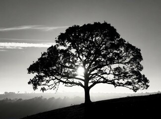 Obraz premium Big tree on a hill. Monochrome landscape photography.