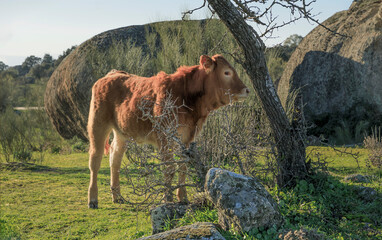 Bull calf stood on some common ground in a spanish national park