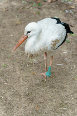 A white stork walks in the park. A big white bird in the zoo. A sick stork with a broken leg.