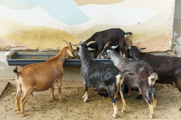 A domestic goat at the zoo during feeding. The life of animals in a cage for the entertainment of...