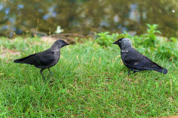 Two jackdaws are walking on the green grass in search of food. Beautiful black birds in the park on...