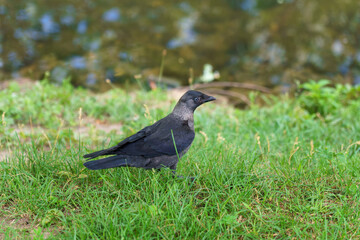 Two jackdaws are walking on the green grass in search of food. Beautiful black birds in the park on...