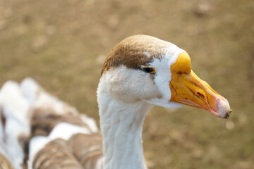 A beautiful white goose walks on the lawn. The muzzle of a goose in close-up. Rare birds in the zoo.
