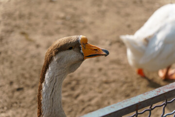 A beautiful white goose walks on the lawn. The muzzle of a goose in close-up. Rare birds in the zoo.