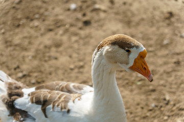 A beautiful white goose walks on the lawn. The muzzle of a goose in close-up. Rare birds in the zoo.