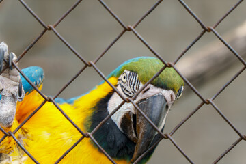 Macaw parrot in a cage at the zoo. Beautiful colorful parrot close-up.