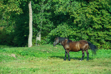 An adult horse is grazing in a green meadow. A horse on a chain in a field.