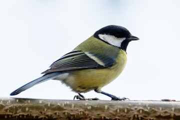 Great tit sits on a stick in winter. Czechia.