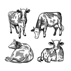 vintage detailed hand drawn cow pattern