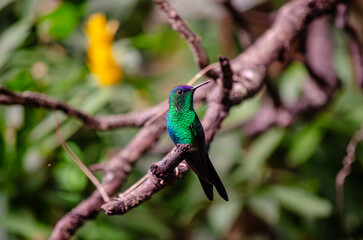 hummingbird on a tree