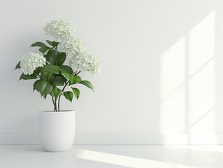 Fleurs sur fond blanc : vision minimaliste d'un hortensia en pot - obrazy, fototapety, plakaty