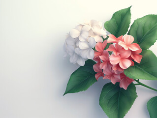 Fleurs sur fond blanc : vision minimaliste d'un hortensia rose et blanc - obrazy, fototapety, plakaty