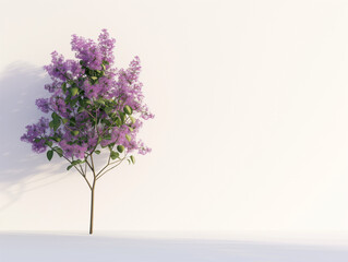 Fleurs sur fond blanc : vision minimaliste d'un lilas