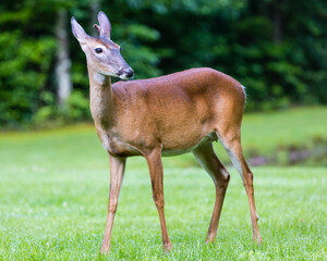 deer in the forest