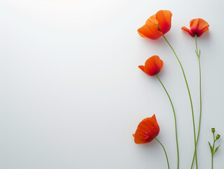 Fleurs sur fond blanc : vision minimaliste de coquelicots (poppy)