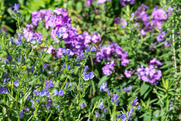 Naklejka premium Vipers bugloss (echium vulgare) flowers in bloom