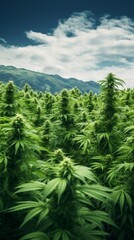 A field of cannabis. Digital generate.