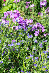 Vipers bugloss (echium vulgare) flowers in bloom