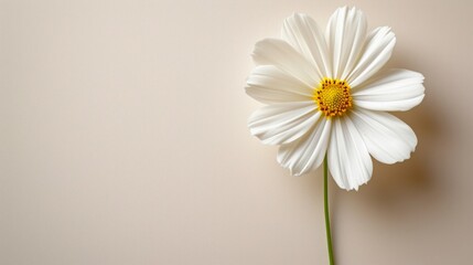 Obraz premium Minimalist photo with a single flower, symbolizing a mother's love and nurturing presence