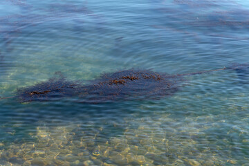 Obraz premium View of seaweeds floating on the sea