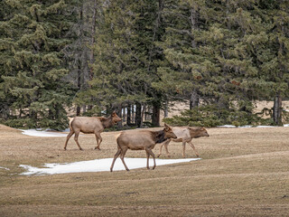 Three Elk (Cervus canadensis) travelling across a golf course in Banff National Park, Canada