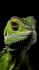 Fototapeta premium Close-up portrait of a reptile captured with a top-quality camera lens, isolated against a black background.