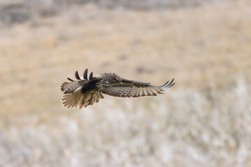 common buzzard flight image - 732089012