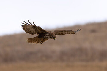 common buzzard hunting over meadows - 732089077
