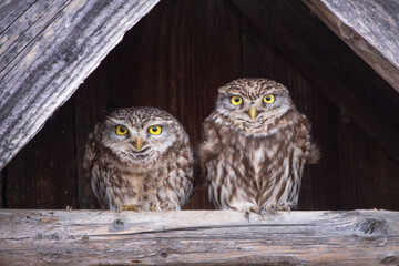 cute little owls couple - 732089081