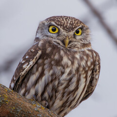closeup of a cute little owl - 732089085