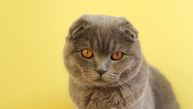 A scottish fold cat is sitting on a yellow background