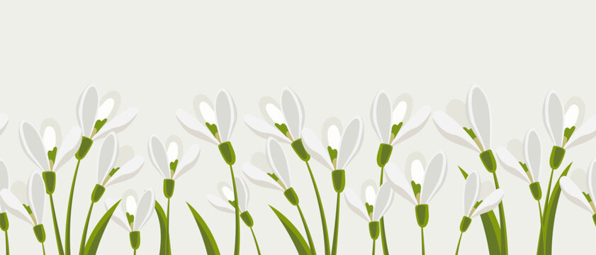 Seamless border, spring flowers snowdrops on light green background. Spring background with copy space. Illustration, vector