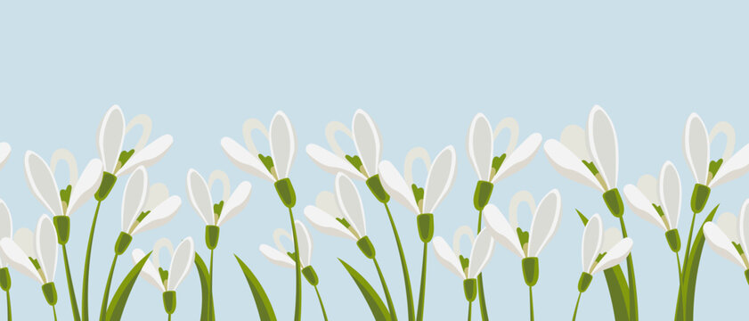 Seamless border, spring flowers snowdrops on light green background. Spring background with copy space. Illustration, vector