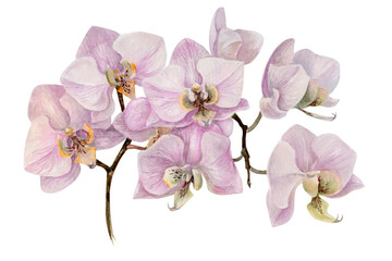 Fototapeta na wymiar orchid 5