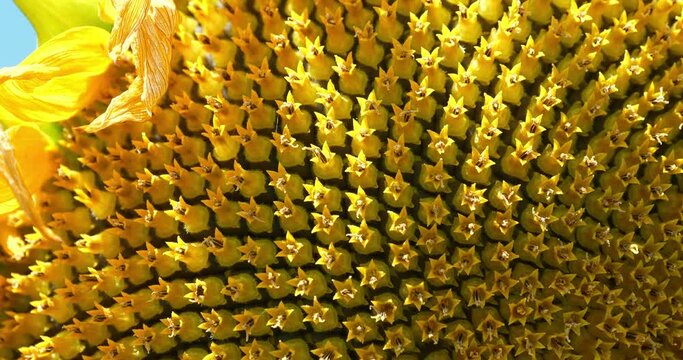 Sunflower seeds. Fibonacci golden ratio in the nature and sunflower seeds. Golden ratio in sunflower ensures the most uniform distribution of seeds in basket or head of sunflower, close-up shot video