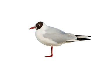 patagonia gull (Chroicocephalus maculipennis) isolated on white background