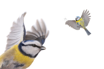 blue tit in flight isolated on white background