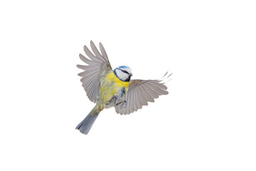 blue tit in flight isolated on white background