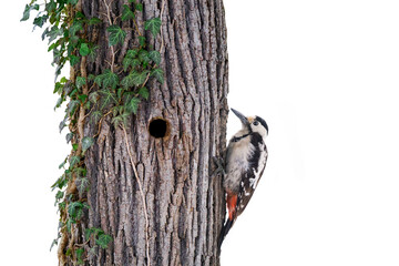 woodpecker and woodpecker hollow in an oak tree with ivy on a white background