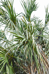 animals, zoo, adventure, travel, asia, rain forest, snake, lizard, fish, reptile, flags, food, desserts, turtle, water, pets, plants, flowers, building, asian, water, fountain, zen, japan, china, 