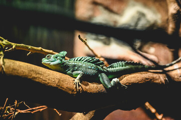 animals, zoo, adventure, travel, asia, rain forest, snake, lizard, fish, reptile, flags, food, desserts, turtle, water, pets, plants, flowers, building, asian, water, fountain, zen, japan, china, 