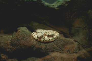 animals, zoo, adventure, travel, asia, rain forest, snake, lizard, fish, reptile, flags, food, desserts, turtle, water, pets, plants, flowers, building, asian, water, fountain, zen, japan, china, 