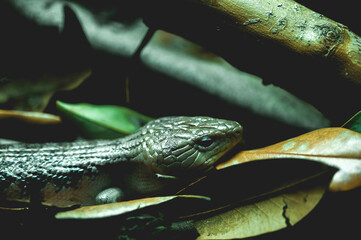 animals, zoo, adventure, travel, asia, rain forest, snake, lizard, fish, reptile, flags, food, desserts, turtle, water, pets, plants, flowers, building, asian, water, fountain, zen, japan, china, 