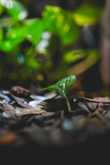 animals, zoo, adventure, travel, asia, rain forest, snake, lizard, fish, reptile, flags, food, desserts, turtle, water, pets, plants, flowers, building, asian, water, fountain, zen, japan, china, 