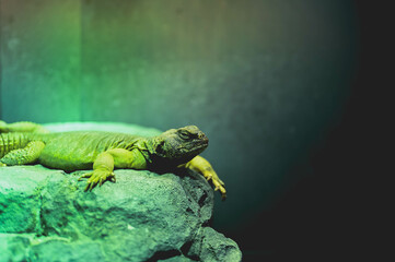 animals, zoo, adventure, travel, asia, rain forest, snake, lizard, fish, reptile, flags, food, desserts, turtle, water, pets, plants, flowers, building, asian, water, fountain, zen, japan, china, 