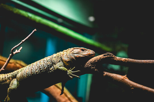 animals, zoo, adventure, travel, asia, rain forest, snake, lizard, fish, reptile, flags, food, desserts, turtle, water, pets, plants, flowers, building, asian, water, fountain, zen, japan, china, 