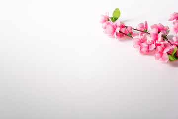 sakura on white background, isolated,White background with pink cherry blossoms, sakura on the background, space for text 